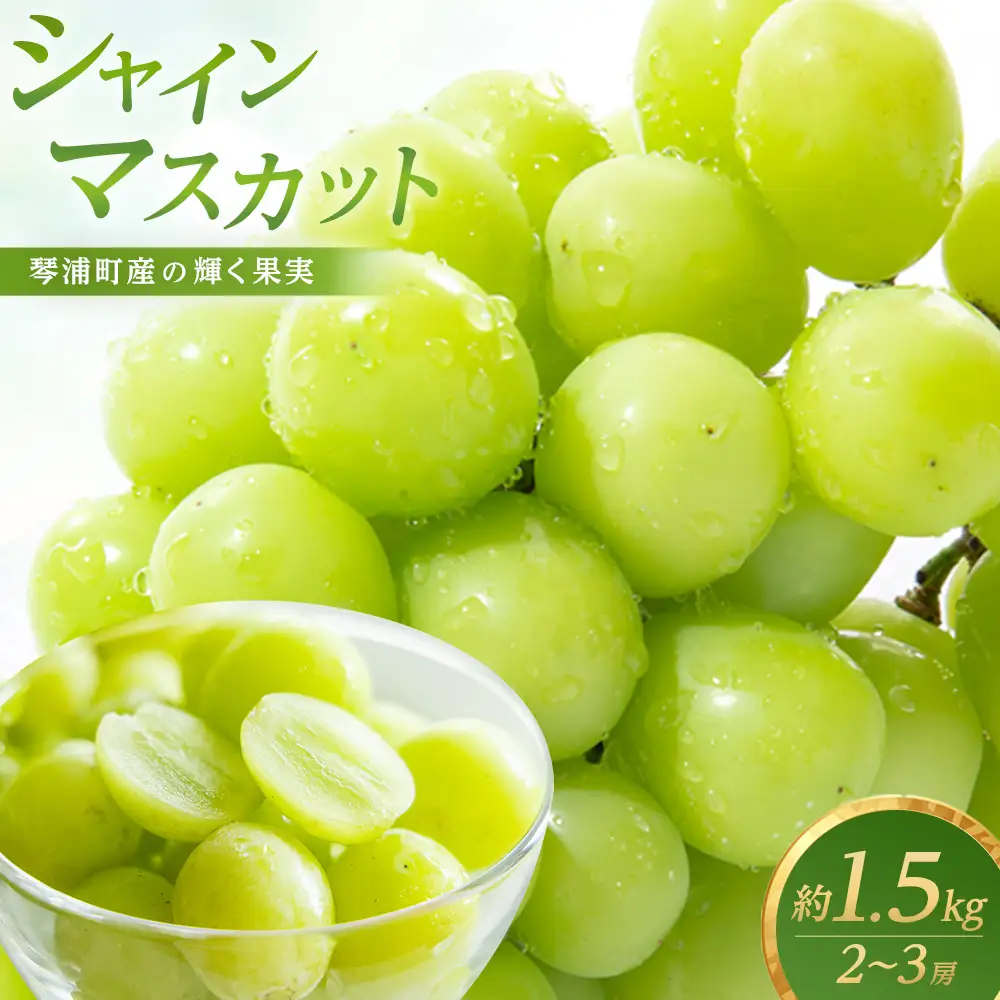 【先行予約】琴浦町産シャインマスカット2～3房セット（計約1.5kg）