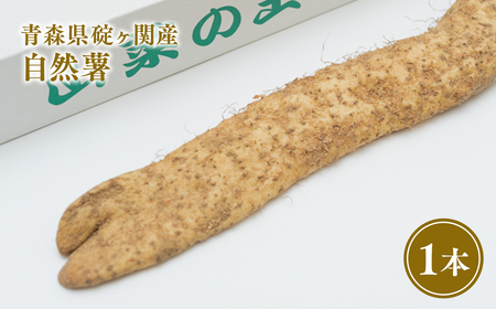 【レビューキャンペーン】碇ヶ関産 自然薯1本　【野菜・根菜・野菜】[hi-0015-003]