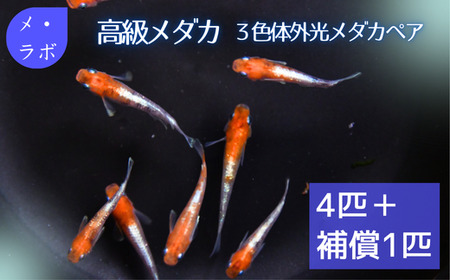 高級メダカ　3色体外光メダカ　2ペア【メダカ めだか オス メス ペア 4匹 高級 3色体外光 赤 白 黒 セット ペット 鳥取県 日吉津村】