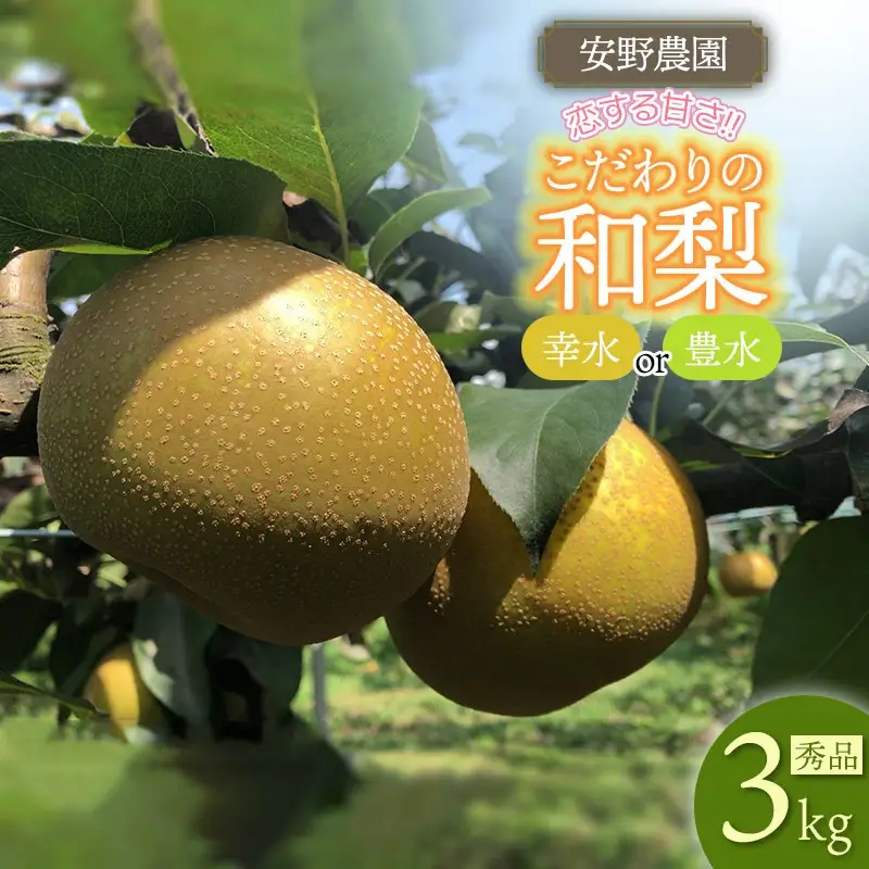 【令和8年産先行予約】「恋する甘さ！」こだわりの和梨　幸水か豊水 秀品3kg(5～10玉)　山形県鶴岡産　安野農園
