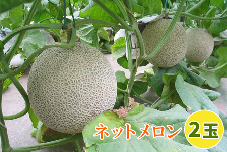 印西の特産品 ネットメロン 2玉｜メロン フルーツ 果物 ギフト 旬 期間限定 数量限定 [0501]