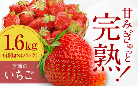 いちご 季節のイチゴ詰め合わせ 1.6kg BKBW003