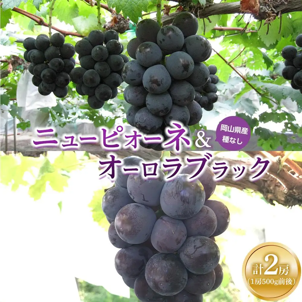 ぶどう 2026年  ニュー ピオーネ 1房と オーロラブラック 1房（1房500g前後） 産地直送 ブドウ 葡萄  岡山県産 国産 フルーツ 果物 ギフト たけまさぶどう園