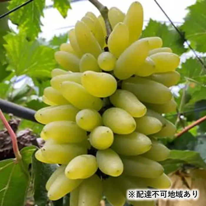 ぶどう 2026年 ゴールド フィンガー 1～3房（約0.8kg）葡萄 岡山市 産 フルーツ 果物 ギフト タンポポ農園 | ぶどう