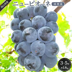 ぶどう 2026年  ニュー ピオーネ 約1.8kg 3～5房 減農薬 栽培 ブドウ 葡萄  岡山県産 国産 フルーツ 果物 ギフト  ばんの農園
