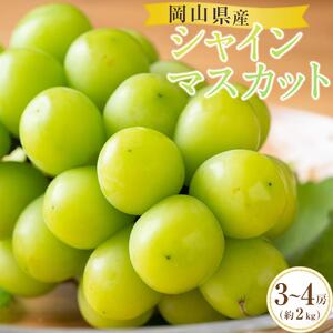 ぶどう 2026年 岡山県産 シャインマスカット 3房～4房 約2kg  贈答 ぶどう園AC