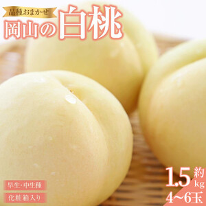 桃 2026年 岡山の 白桃（早生、中生種）約1.5kg 4~6玉 もも モモ 岡山県産 国産 フルーツ 果物 ギフト 横木農園