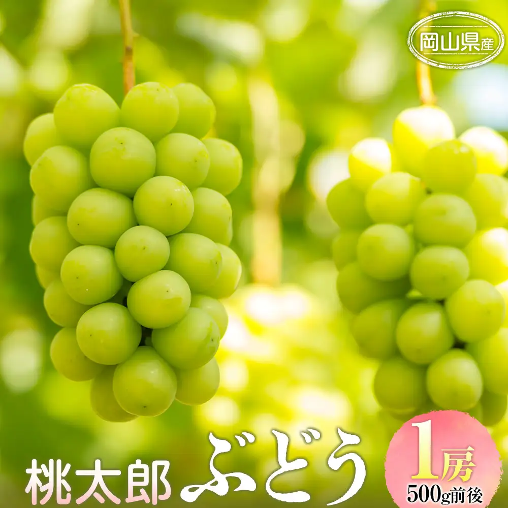 ぶどう 2026年  桃太郎 ぶどう 1房 500g前後 ブドウ 葡萄  岡山県産 国産 フルーツ 果物 ギフト