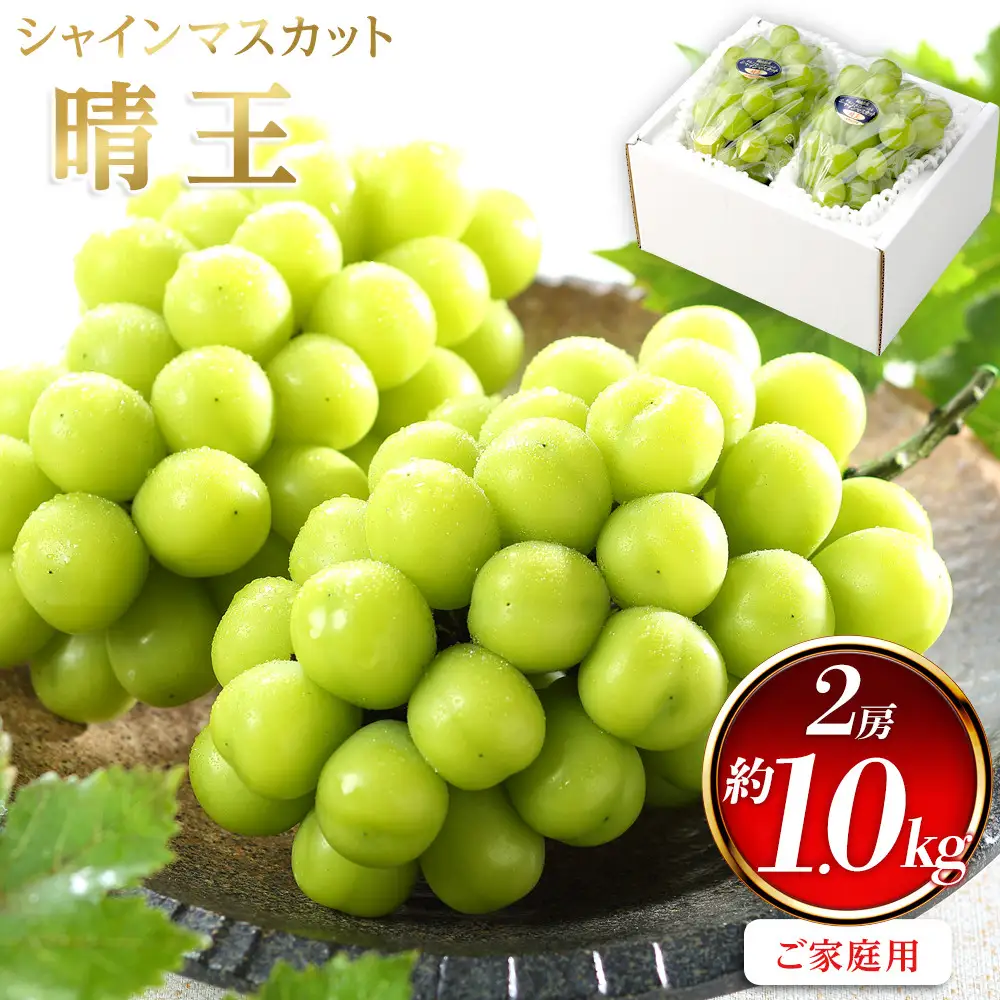ぶどう 2026年  ご家庭用 シャインマスカット 晴王 約500g×2房 葡萄  岡山県産 国産 フルーツ 果物 | シャインマスカット