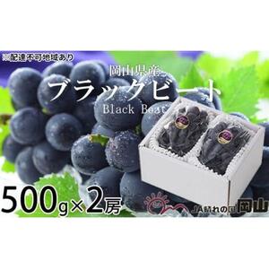 ぶどう 2026年 ブラックビート 約500g×2房 ブドウ 葡萄  岡山県産 国産 フルーツ 果物 ギフト