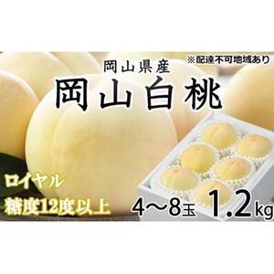 2026年  岡山   白 桃   ロイヤル 4～8玉 約1.2kg JAおかやま（早生種・中生種）｜ 桃