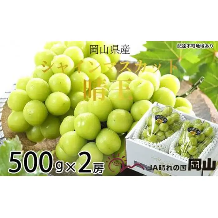 ぶどう 2026年 シャインマスカット 晴王 約500g×2房 葡萄  岡山県産 国産 フルーツ 果物 ギフト | シャインマスカット