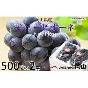 ぶどう 2026年  ニュー ピオーネ 約500g×2房 ブドウ 葡萄  岡山県産 国産 フルーツ 果物 ギフト