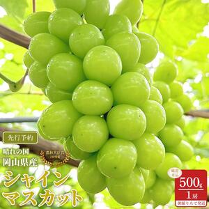 ぶどう 2026年  シャインマスカット 厳選 秀品 約500g 1房 農林大臣賞受賞  家庭用 ギフト 贈答用 贈り物 岡山 果物 フルーツ  採りたて発送 農家直送 数量限定 新鮮