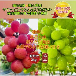 ぶどう 2026年  クイーンニーナ シャインマスカット 秀品 粒だけ 約2kg 農林大臣賞受賞 家庭用 ギフト 贈答用 贈り物 岡山 果物 フルーツ  採りたて発送 農家直送 数量限定 新鮮