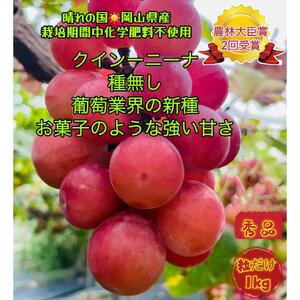 ぶどう 2026年  クイーンニーナ 秀品 粒だけ 約1kg  家庭用 ギフト 贈答用 贈り物 岡山 果物 フルーツ  採りたて発送 農家直送 数量限定 新鮮 8月上旬から発送