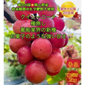 ぶどう 2026年 クイーンニーナ 秀品 粒だけ 約2kg  家庭用 ギフト 贈答用 贈り物 岡山 果物 フルーツ  採りたて発送 農家直送 数量限定 新鮮 8月上旬から発送