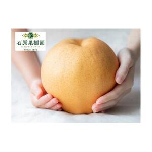 梨  2026年 備前横綱梨（あたご梨） 超大玉1玉 1kg～1.5kg 箱赤秀【ナシ なし 岡山県産 国産 フルーツ 果物 ギフト 石原果樹園】