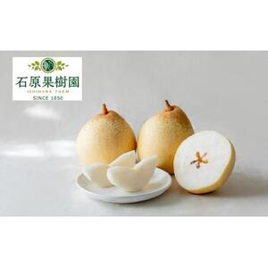 梨 2026年  鴨梨（ヤーリー）6～10玉 約4kg 贈答箱【ナシ なし 岡山県産 国産 フルーツ 果物 ギフト 石原果樹園】