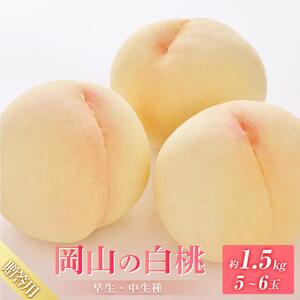 2026年 先行予約 贈答用 岡山の 白 桃 （早生、中生種）約1.5kg 5～6玉  ｜ 桃