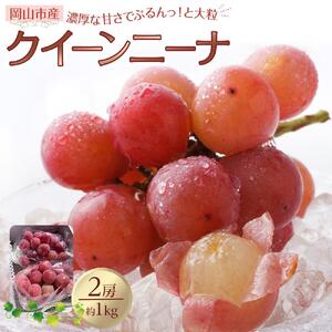 ぶどう 2026年 クイーンニーナ 2房 合計約1kg 種無し ブドウ 葡萄 岡山市産 国産 フルーツ 果物 渡邊農園