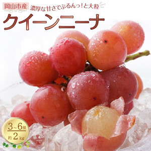 ぶどう 2026年 クイーンニーナ 3～6房 合計約2kg 種無し ブドウ 葡萄 岡山市産 国産 フルーツ 果物 渡邊農園
