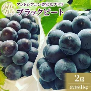 ぶどう 2026年 アントシアニン豊富な ブラックビート 2房 合計約1kg ブドウ 葡萄  岡山市産 国産 フルーツ 果物 渡邊農園