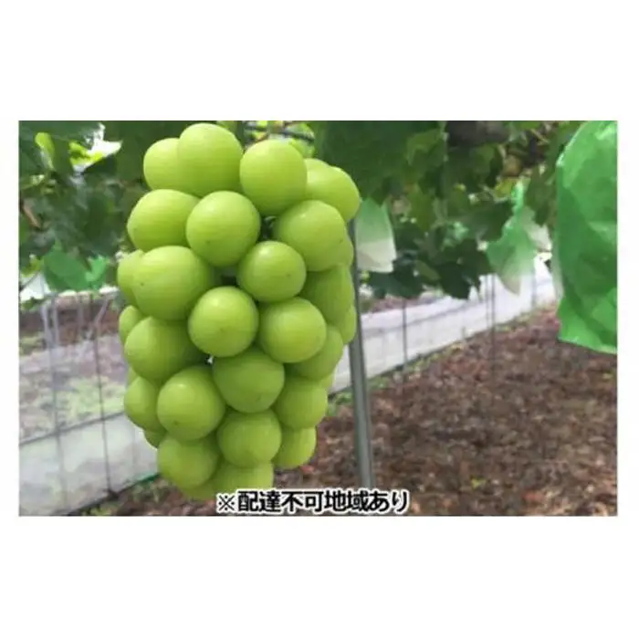 贈答用シャインマスカット 2kg 3～4房 フルーツ ぶどう 葡萄 ひらた農園 岡山 2026年