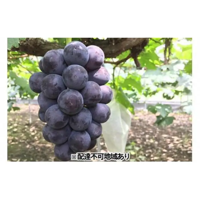 岡山県産 贈答用ニューピオーネ 2房（1房600g前後） 加温ハウス栽培 フルーツ ぶどう 葡萄 ひらた農園 2026年