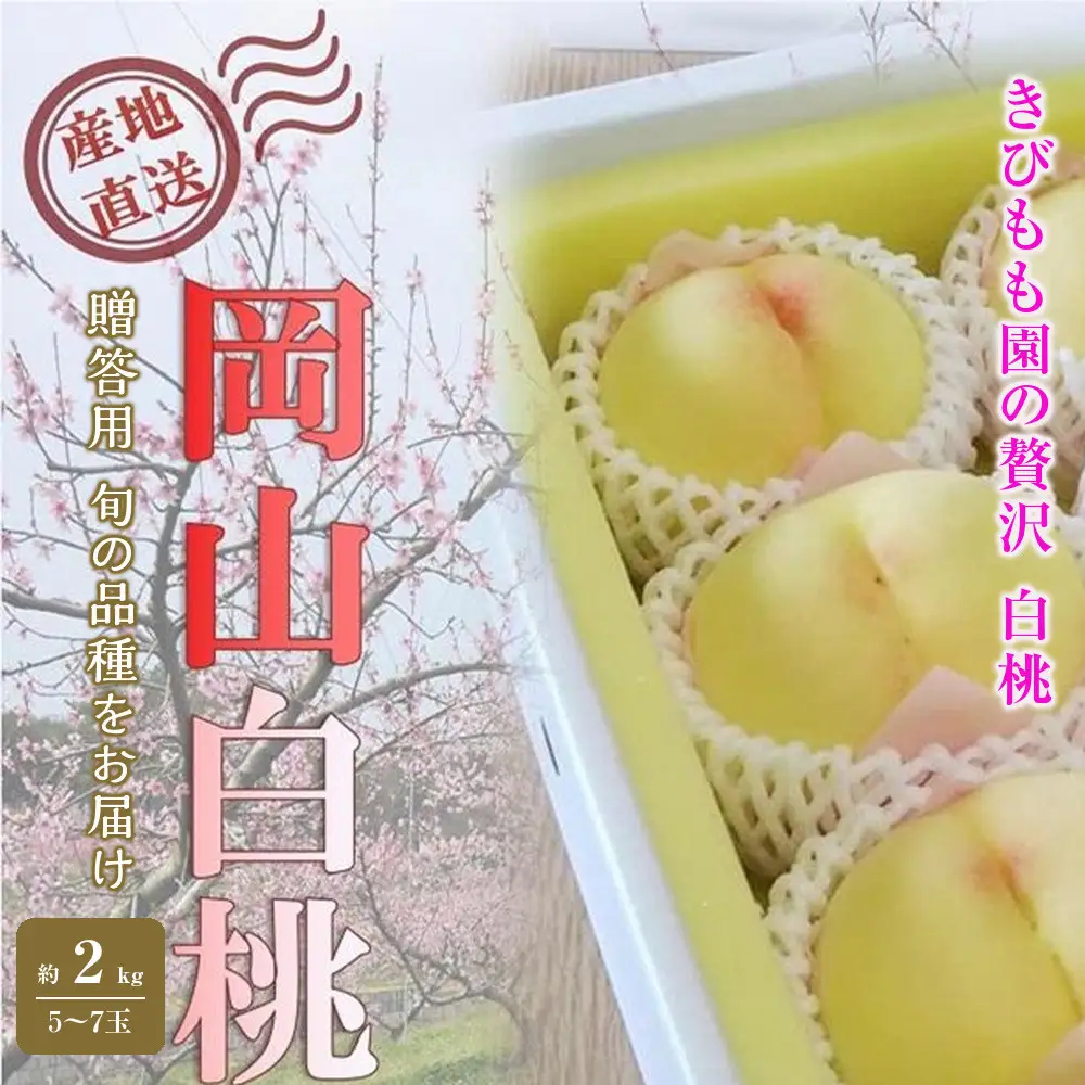 2026年 先行予約 贈答用 岡山  白 桃  早生、中生種 約2kg（5～7玉）｜ 桃