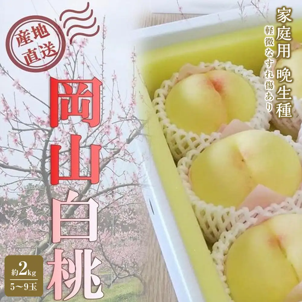 2026年 先行予約 ご家庭用 岡山 の 桃 固め 晩生種 約2kg（5～9玉）（黄金桃の場合もあります）|　桃