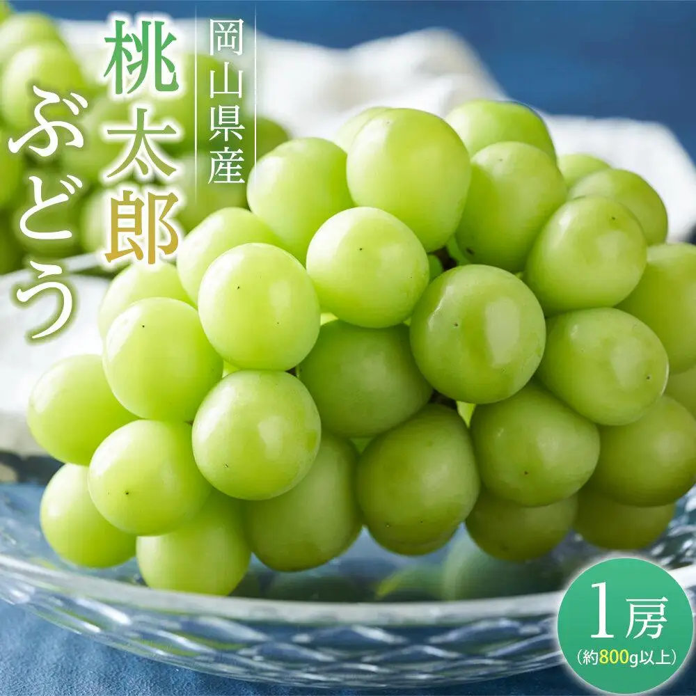 ぶどう 2026年  桃太郎 ぶどう 1房（1房800g以上） 葡萄  岡山県産 フルーツ 果物 ギフト