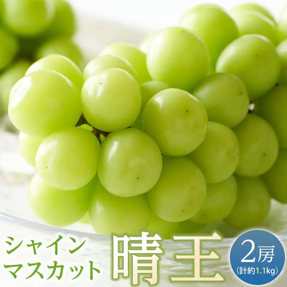 ぶどう 2026年  シャインマスカット 晴王 2房（合計約1.1kg） 葡萄  岡山県産 フルーツ 果物 ギフト | シャインマスカット
