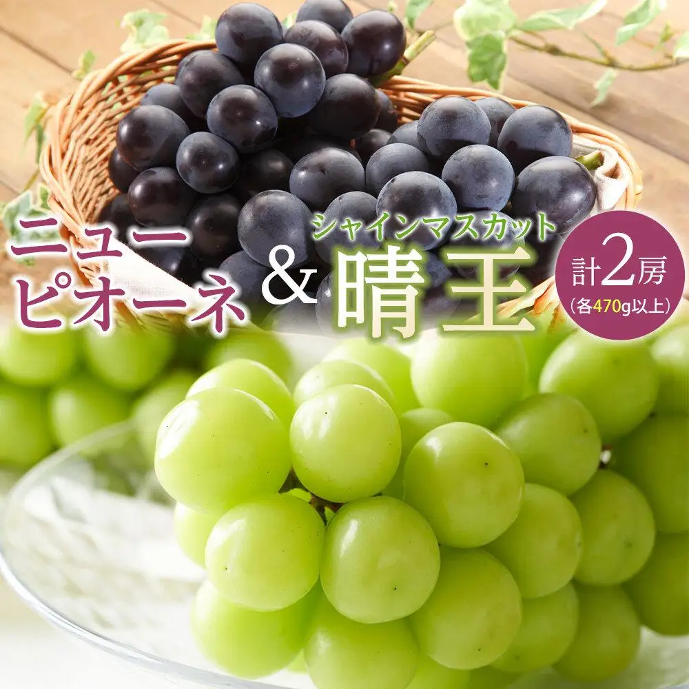 ぶどう 2026年  ニュー ピオーネ 1房（1房470g以上） シャインマスカット 『晴王』1房（1房470g以上）詰合せ（2房） 葡萄  岡山県産 フルーツ 果物 ギフト | シャインマスカット