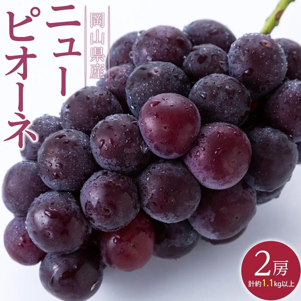 ぶどう 2026年  ニュー ピオーネ 2房（合計約1.1kg） 葡萄  岡山県産 フルーツ 果物 ギフト | ピオーネ