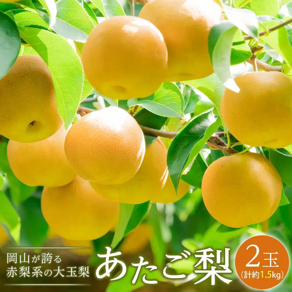 梨 2026年 あたご 梨 2玉（1玉約750g）合計約1.5kg  岡山県産 フルーツ 果物 ギフト