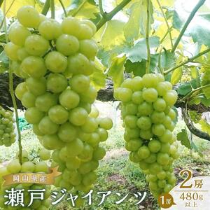 ぶどう 2026年  瀬戸 ジャイアンツ 2房（1房480g以上） ブドウ 葡萄  岡山県産 国産 フルーツ 果物 ギフト