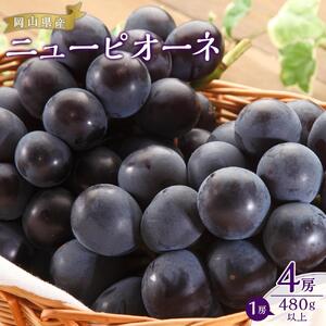 ぶどう 2026年  ニュー ピオーネ 4房（1房480g以上）約2kg ブドウ 葡萄  岡山県産 国産 フルーツ 果物 ギフト