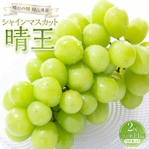 ぶどう 2026年 シャイン マスカット 晴王 2房（合計約1.1kg）化粧箱入り マスカット ブドウ 葡萄  岡山県産 国産 フルーツ 果物 ギフト