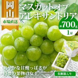 ぶどう 2026年 マスカット ・オブ・アレキサンドリア 1房 700g以上 化粧箱入り マスカット ブドウ 葡萄  岡山県産 国産 フルーツ 果物 ギフト
