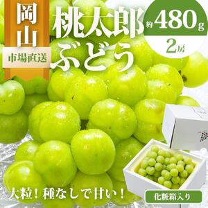ぶどう 2026年 桃太郎 ぶどう 2房（1房480g以上）化粧箱入り ブドウ 葡萄  岡山県産 国産 フルーツ 果物 ギフト
