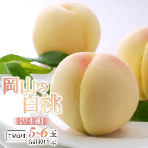 2026年  ご家庭用 岡山の  白 桃   早生種 5～6玉 合計約1.3kg  ｜ 桃