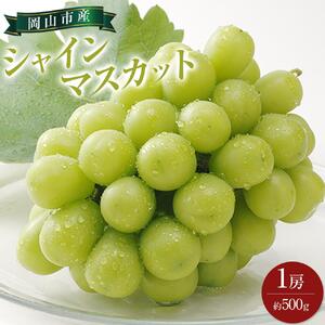 2026年　シャインマスカット 1房 約500g ｜  シャインマスカット