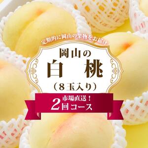 桃 定期便 2026年 岡山 の 白桃 8玉 合計1.7kg以上×2回 お届け 化粧箱入り もも モモ 岡山産 国産 フルーツ 果物 ギフト