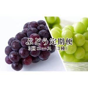 ぶどう 定期便 2026年 晴れの国 岡山 の ぶどう定期便 3回コース 葡萄 ブドウ 岡山県産 国産 セット ギフト