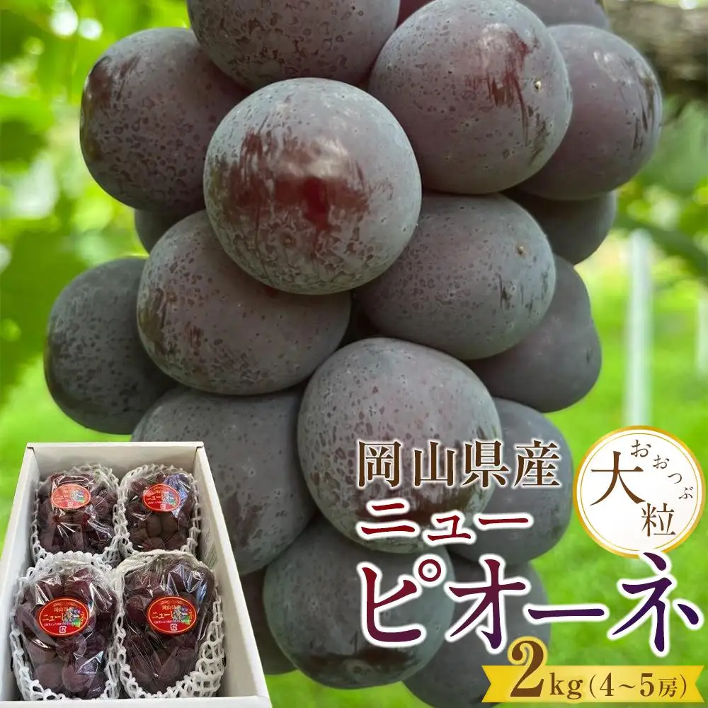 ぶどう 2026年  岡山県産  大粒 ニューピオーネ 2kg（4房～5房）農園直送 朝採れ