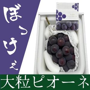 ぼっけえ大粒！ ピオーネ 1房 800g以上 化粧箱入り｜ ピオーネ