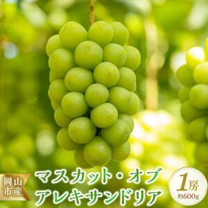 ＜2026年9月上旬～9月中旬発送＞岡山市産 マスカット ・オブ・アレキサンドリア 1房 約600g ｜  マスカット