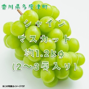 シャインマスカット約1.2kg（2～3房入り）【令和8年8月下旬発送！予約受付中】【B-13】