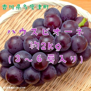 ハウスピオーネ　約２kg【令和8年7月下旬発送！予約受付中】【B-15】